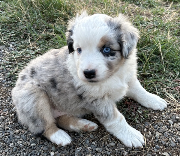 5 weeks old