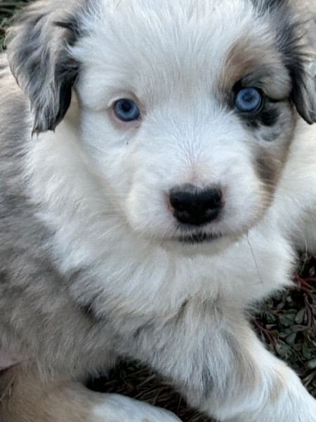 5 weeks old