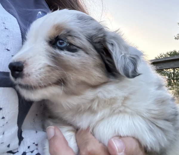 5 weeks old