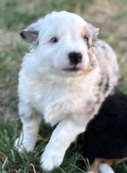 5 weeks old