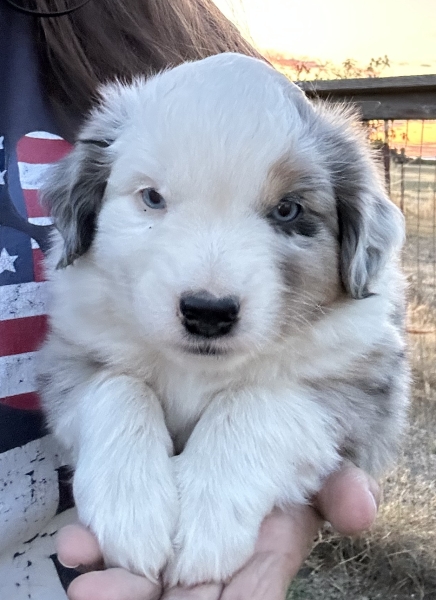 5 weeks old