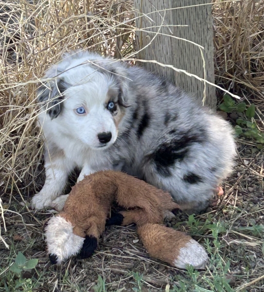 7 weeks old