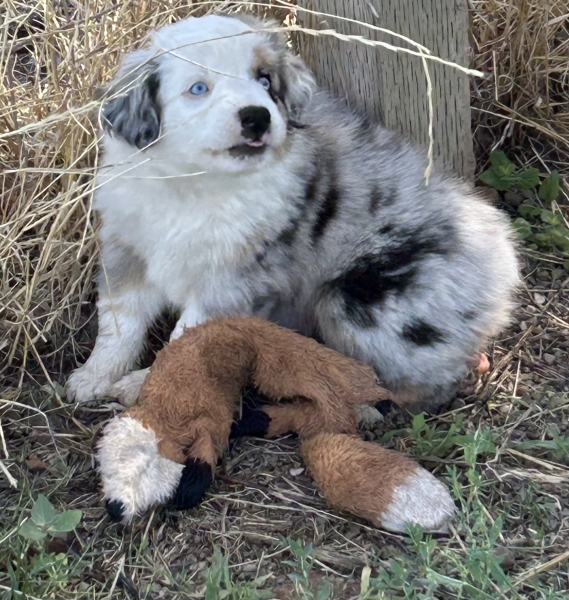 7 weeks old