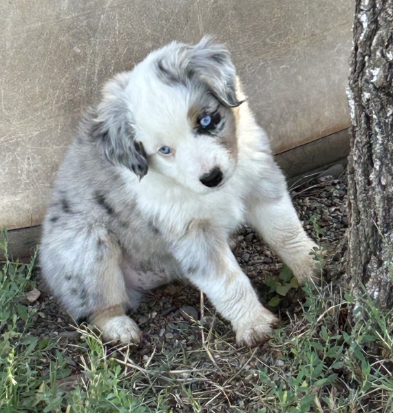 7 weeks old