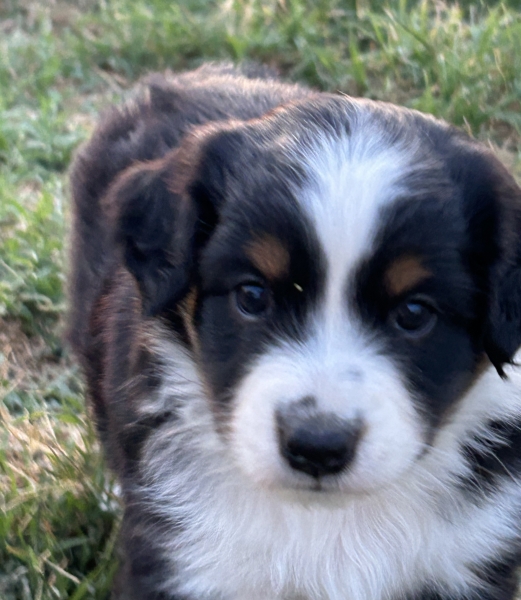 5 weeks old