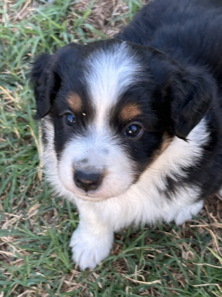 5 weeks old