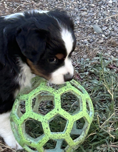 5 weeks old
