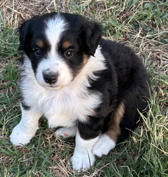 5 weeks old
