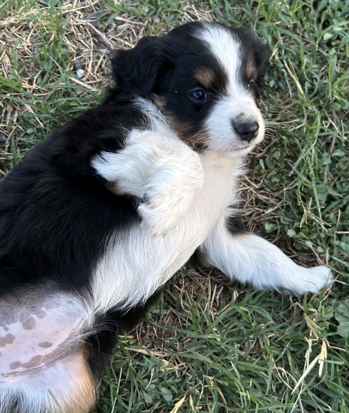 5 weeks old