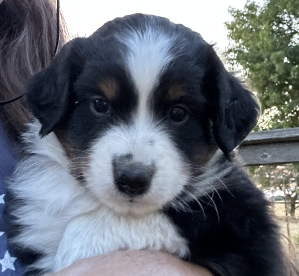 5 weeks old