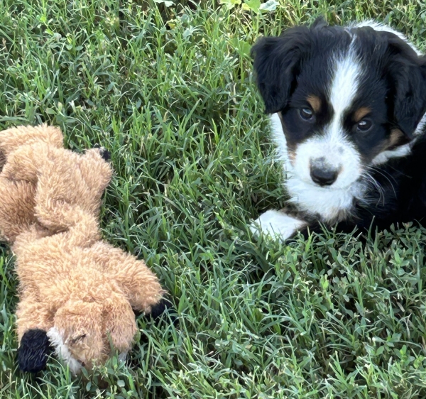 7 weeks old