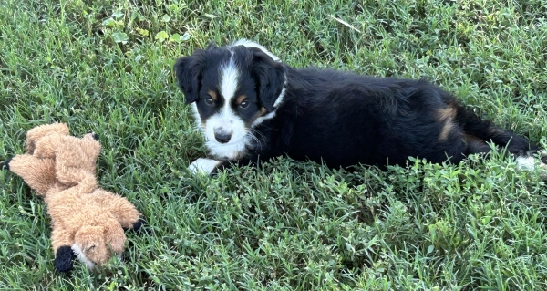 7 weeks old