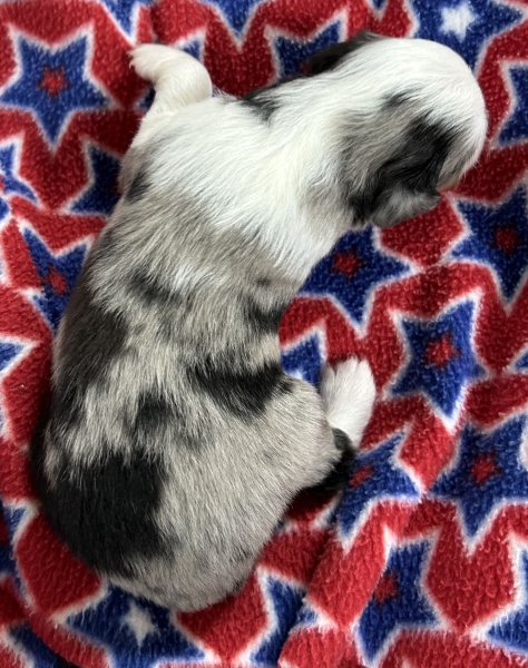 2 weeks old