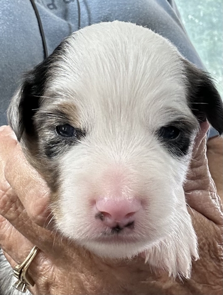 2 weeks old