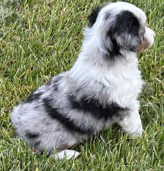 almost 6 weeks old