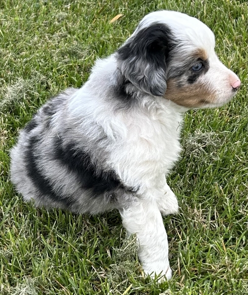 almost 6 weeks old