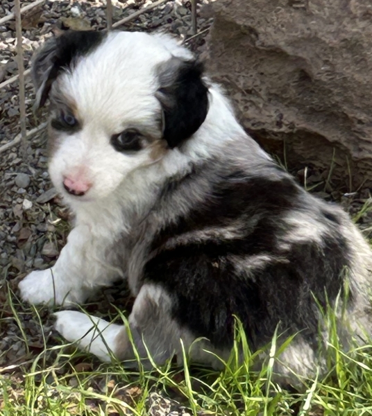almost 6 weeks old