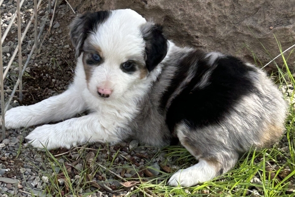 almost 6 weeks old