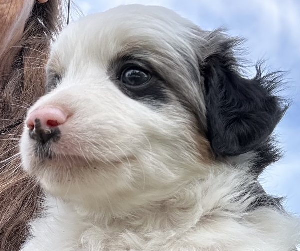 almost 6 weeks old