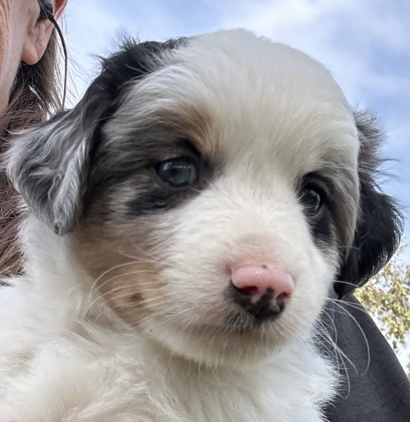 almost 6 weeks old