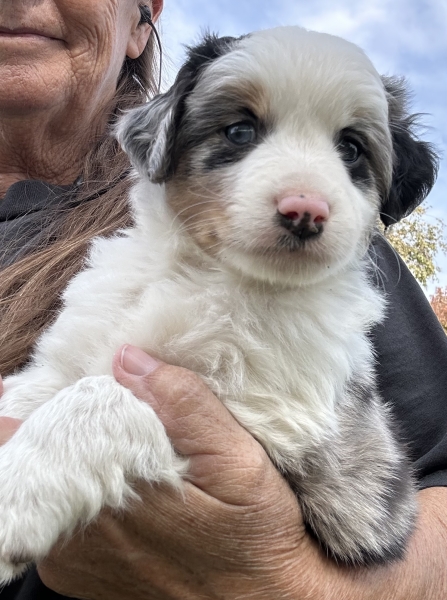 almost 6 weeks old