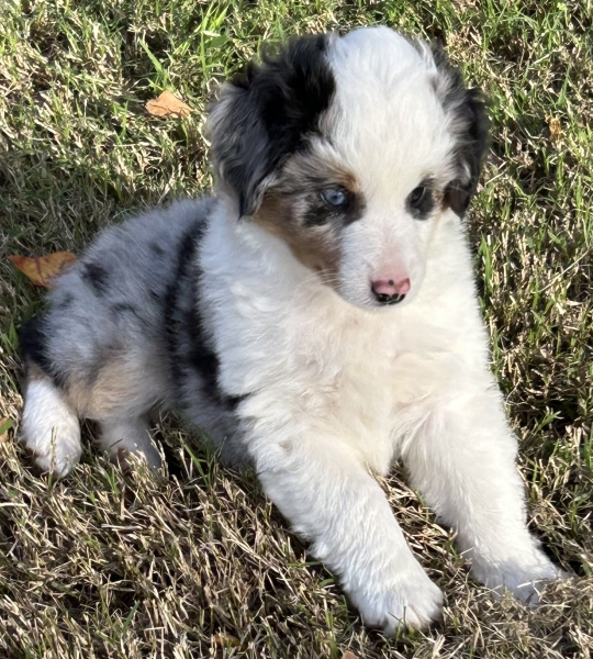 almost 8 weeks old; 6.3 lbs @ 8 weeks
