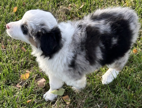 almost 8 weeks old; 6.3 lbs @ 8 weeks