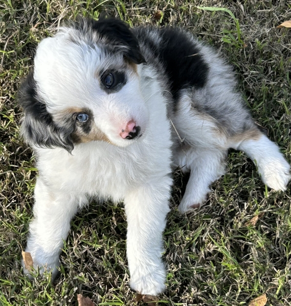 almost 8 weeks old; 6.3 lbs @ 8 weeks