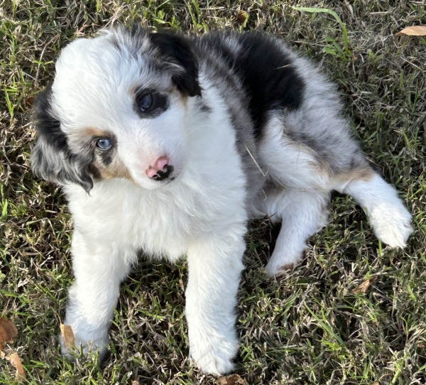 almost 8 weeks old; 6.3 lbs @ 8 weeks