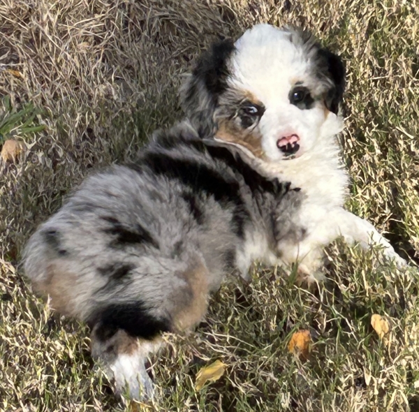 almost 8 weeks old; 6.3 lbs @ 8 weeks