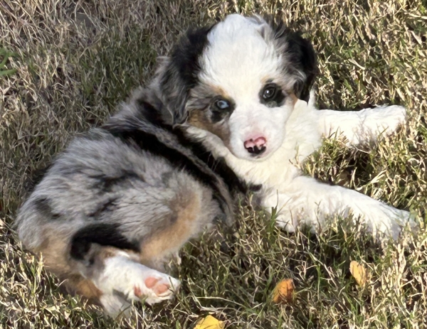 almost 8 weeks old; 6.3 lbs @ 8 weeks