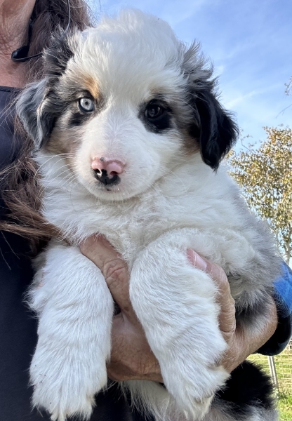 almost 8 weeks old; 6.3 lbs @ 8 weeks