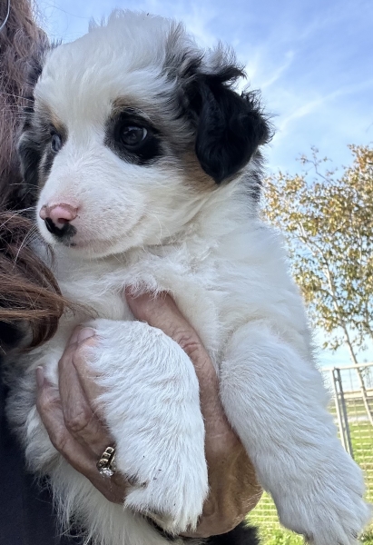 almost 8 weeks old; 6.3 lbs @ 8 weeks