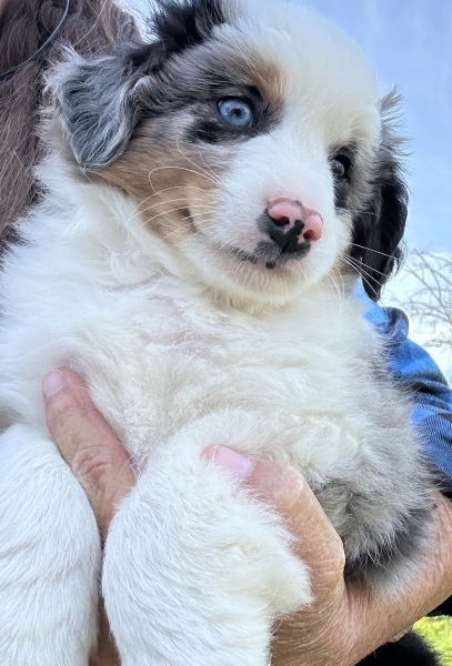 almost 8 weeks old; 6.3 lbs @ 8 weeks
