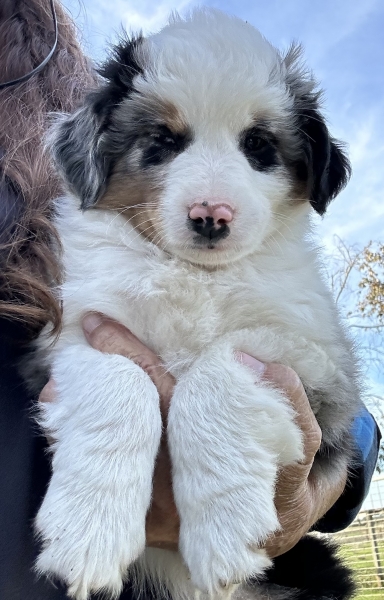 almost 8 weeks old; 6.3 lbs @ 8 weeks