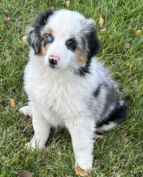 11+ weeks old