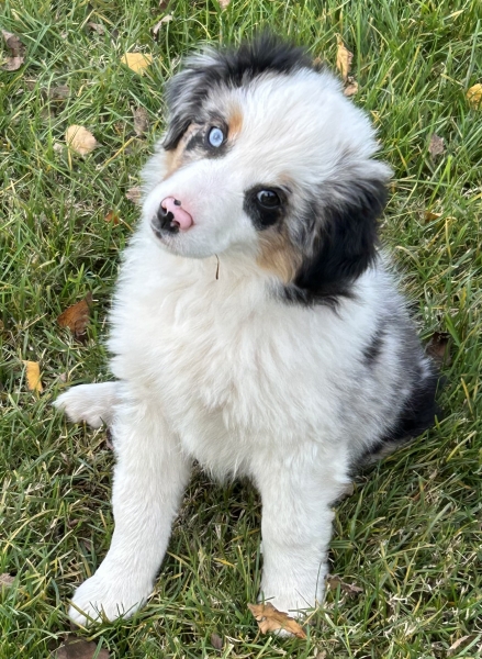 11+ weeks old