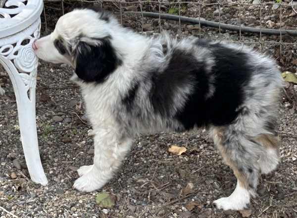 11+ weeks old