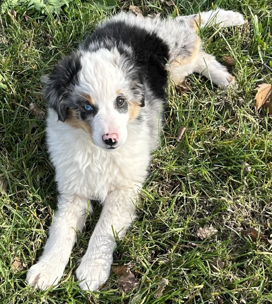 11+ weeks old