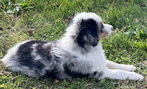 11+ weeks old