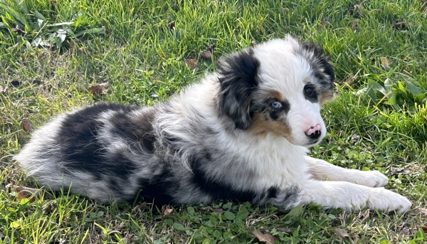 11+ weeks old