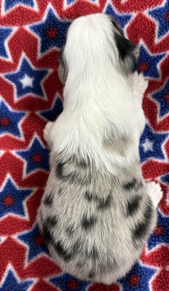 2 weeks old