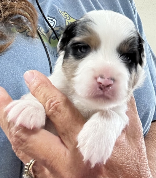 2 weeks old