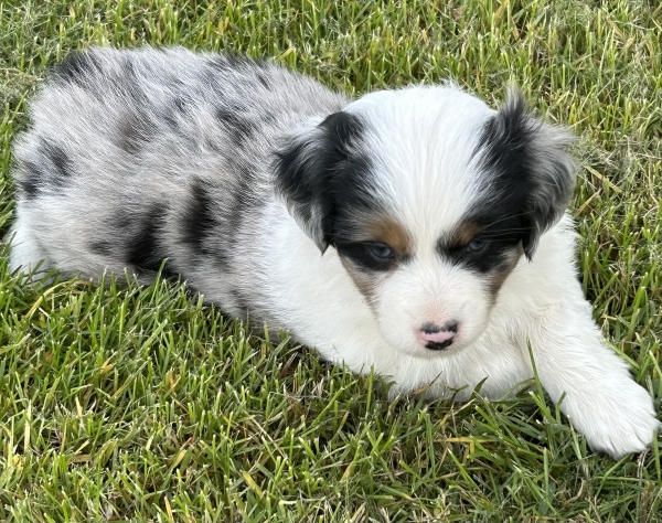 almost 6 weeks old