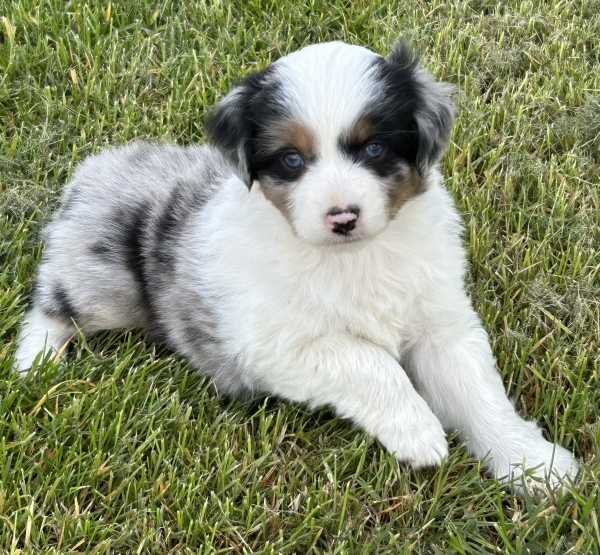almost 6 weeks old