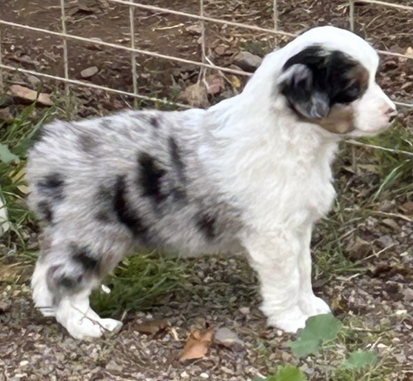 almost 6 weeks old