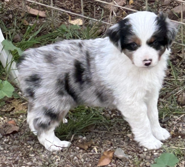 almost 6 weeks old