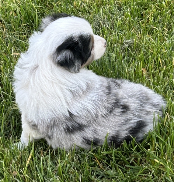 almost 6 weeks old