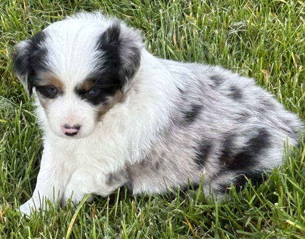 almost 6 weeks old