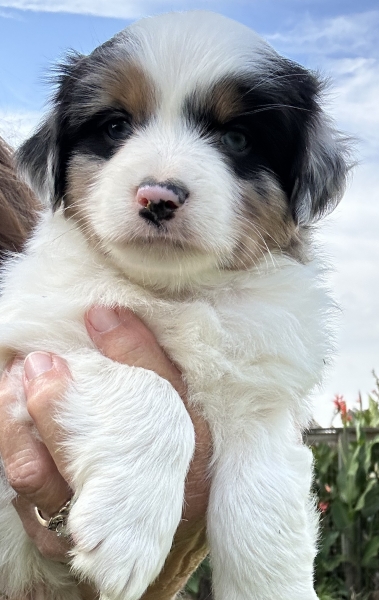 almost 6 weeks old